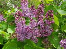 Prairie_Petite_20210428_NYBG_MLD_2