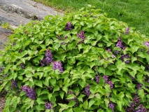 Prairie_Petite_20210428_NYBG_MLD_3