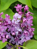 Prairie_Petite_20210428_NYBG_MLD_4