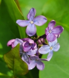 Prairie_Petite_20210430_MLD_MLD_1