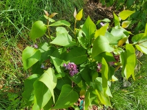 Prairie_Petite_20210430_MLD_MLD_2