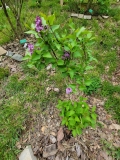 Prairie_Petite_20220503_MLD_MLD_1