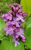 Prairie_Petite_20220503_MLD_MLD_2