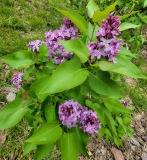 Prairie_Petite_20220503_MLD_MLD_3