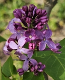 Prairie_Petite_20230420_MLD_MLD