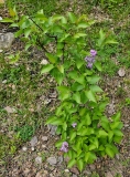 Prairie_Petite_20230503_MLD_MLD_1