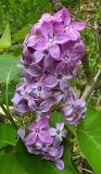 Prairie_Petite_20230503_MLD_MLD_2
