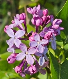 Prairie_Petite_20240420_MLD_MLD