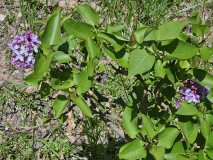 Prairie_Petite_20240422_MLD_MLD