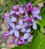 Prairie_Petite_20240422_MLD_MLD_2
