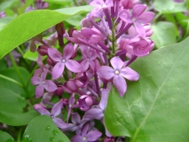 Prairie_Petite_Flack_EL_1