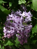 Prairie_Petite_Flack_EL_3