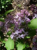 Prairie_Petite_Flack_EL_4
