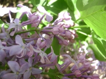 Prairie_Petite_Flack_EL_5