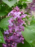 Prairie_Petite_Flack_EL_7