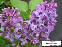 Prairie_Petite_LNT