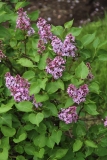 Prairie_Petite_MSU_BG_TP_3