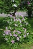 Prairie_Petite_MSU_BG_TP_5