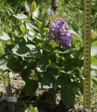 Prairie_Petite_TRD_TP_1