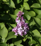 Prairie_Petite_TRD_TP_2