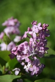 Prairie_Petite_TRD_TP_3