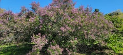 President_Hayes_chinensis_20210511_HP_MLD_1