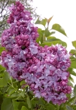 Sierra Exif JPEG