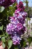 Sierra Exif JPEG