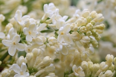 Primrose