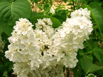 Primrose_200204_DG_BB_1