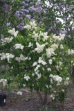 Primrose_2013_TedC_TP_1