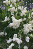 Primrose_2013_TedC_TP_2