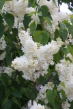 Primrose_2013_TedC_TP_3