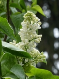 Primrose_20180506_LA_MLD_2