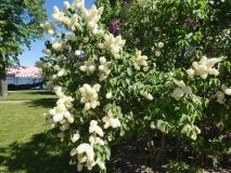 Primrose_20180506_LA_MLD_4