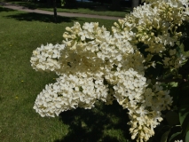 Primrose_20180506_LA_MLD_5