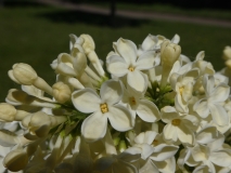 Primrose_20180506_LA_MLD_6
