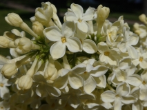 Primrose_20180506_LA_MLD_7