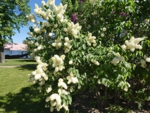 Primrose_201805_PG_MLD_3