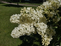 Primrose_201805_PG_MLD_4