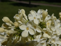 Primrose_201805_PG_MLD_5