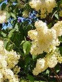 Primrose_201805_PG_MLD_7