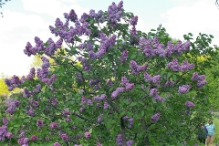 Prince_de_Beauvau_CH_1