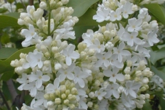Princess Alexandra