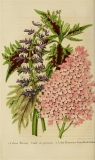 Princesse_Camille_de_Rohan_La_Belgique_horticole_journal_des_jardins_et_des_vergers_1856__1_Medium