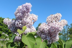 Princesse Sturdza