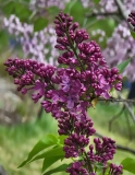 Priscilla_20210427_BLBG_MLD_1