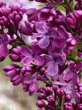 Priscilla_20210427_BLBG_MLD_2