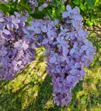 Priscilla_20230526_Hueg_MLD