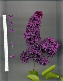 Prodige_198107_Delauney_Nursery_JFG_2